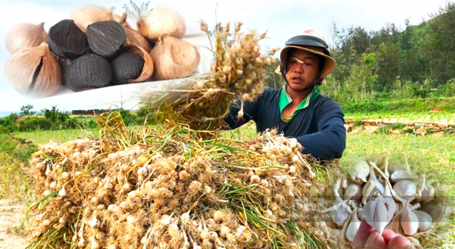 Những đặc sản nào của Quảng Ngãi được giới thiệu để quảng bá tại thị trường Mỹ?- Ảnh 1.